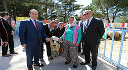 Üreticilere Damızlık Koç Dağıtıldı