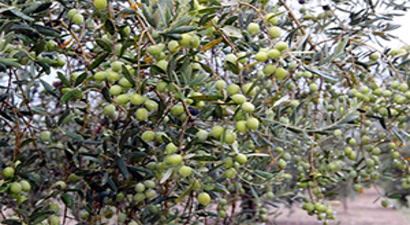Olivtech Fuarı, Türkiye`de Zeytin Ve Zeytinyağı Tüketimini Arttıracak