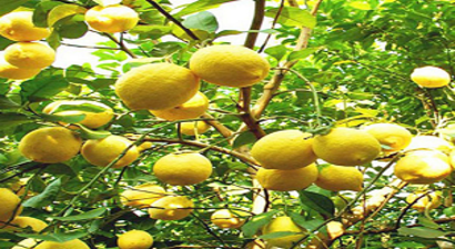 Limon Fiyatları El Yakacak