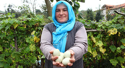 Tesadüfen Çıkan Yumurta İçin Şimdi Tesisi Kuruyor