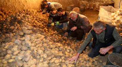 600 Bin Ton Patates Depoda Bekliyor