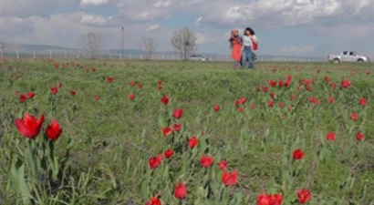 Muş Kırmızıya Büründü
