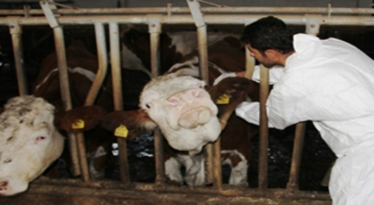 İthal Hayvan Denetiminde Veteriner Zorunluluğu Kaldırıldı