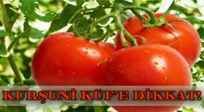 DOMATESTE KURŞUNİ KÜF HASTALIĞI