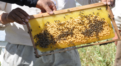 Siirtli arıcılar `propolis` üretimine yöneliyor