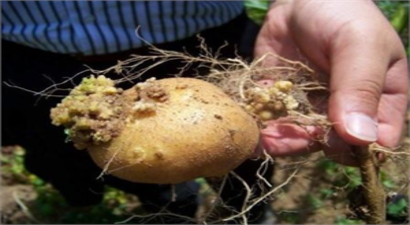 Patates Siğili ve Mücadelesi