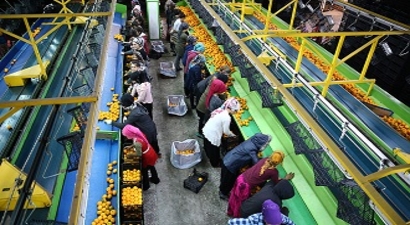 Narenciye İhracatında Ülke Ekonomisine Önemli Katkı