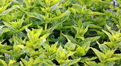 MUĞLA`da Kadınlar Aromatik Bitki Üretiyor