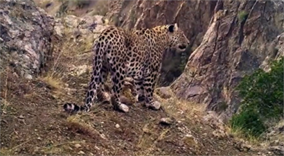 TARIM VE ORMAN BAKANI KİRİŞCİ`DEN, ANADOLU LEOPARI PAYLAŞIMI