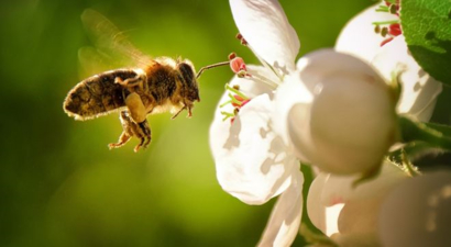 Birleşik Arap Emirlikleri`nde Arıların Genetiği Değiştirildi