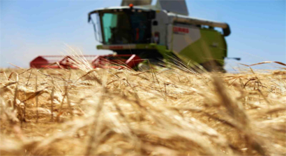 Konya Ovası`ndaki Buğday Hasadında 2 Milyon 400 Bin Rekolte