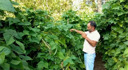 Ata Tohumuyla Yetiştirilen `Araplı fasulyesi` Hasadı Başladı