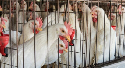 Tedavi, Antibiyotiklere Dirençli E. Coli ile Mücadelenin Yolunu Açıyor