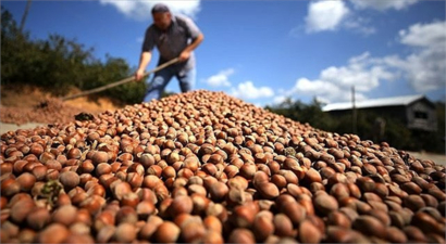 Türkiye`ye Fındık İhracatından 1 Milyar 798 Milyonluk Döviz Girdisi Sağlandı