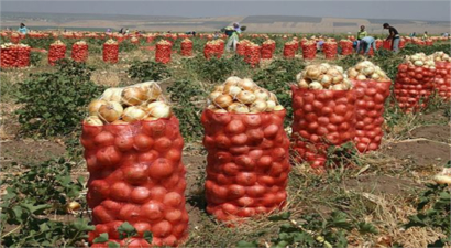 Tarım Sektöründe Yükselen Maliyetler: Türkiye`nin Tarım Geleceği Tehlikede mi?