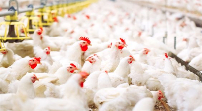 Antibiyotik Kullanımını Azaltarak Hayvan Refahını İyileştiriyorlar