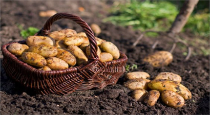 Patates Böceği ile Mücadele!