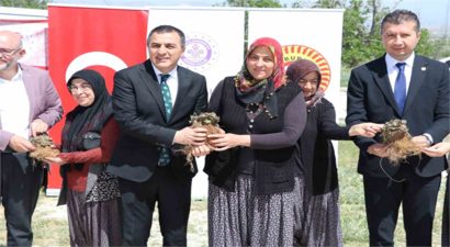 Kadın Girişimciler 60 Bin Çilek Fidesiyle Destekleniyor