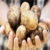 BELEDİYELER ÜRETİCİDEN PATATES ALACAK