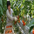 GREENHOUSES KAZAKISTAN