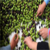 Mersin`de İlk Zeytin Hasadı Yapıldı