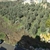 İnşaat İçin 2 Saatte 100 Zeytin Ağacı Söküldü