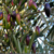 Zeytin Üreticisinin Prim Beklentisi