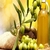 Zeytin üreticisi `konsey` istiyor