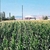 Balıkesir`de çiftçinin buğdayı yemlik oldu