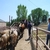 Tekirdağ`da 40 Kaçak Dana Yakalandı