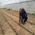 Hakkari`de Sera Dönemi Başladı