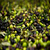 Çine`de Organik Zeytin Üreticileri Mağdur Oldu