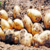 Patates Fiyatları Yükseldi
