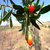 Mutluluk Meyvesi Goji Berry Van`da Üretildi