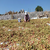 Antep`in Fıstığı Manisa`dan
