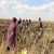 FAO Çiftçi Okulları 30 yaşında