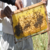 Siirtli arıcılar `propolis` üretimine yöneliyor