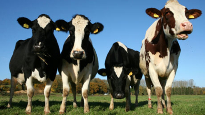 KONYA SÜT ENDÜSTRİSİ-2015