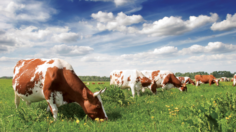 Anadolu Expo Süt Hayvanları-2015