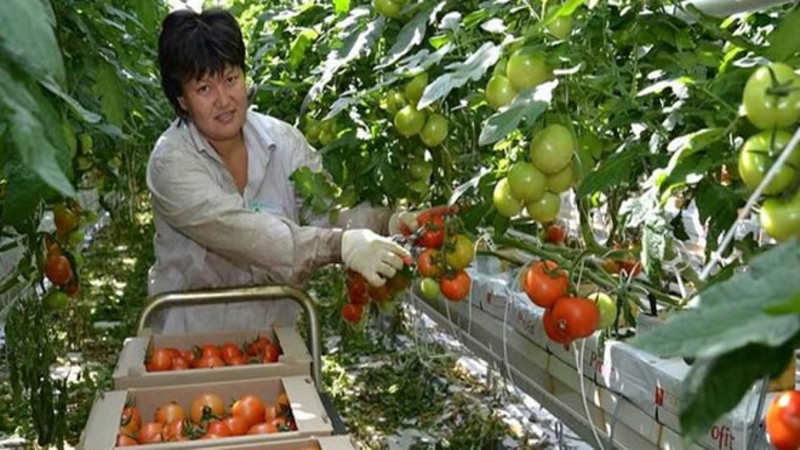 GREENHOUSES KAZAKISTAN