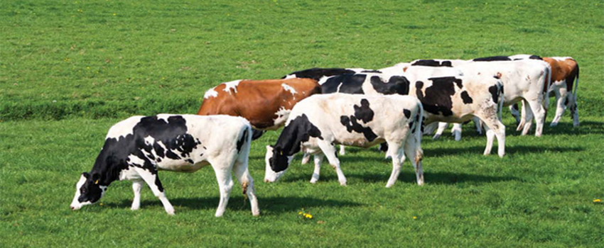 Bursa Hayvancılık -2015