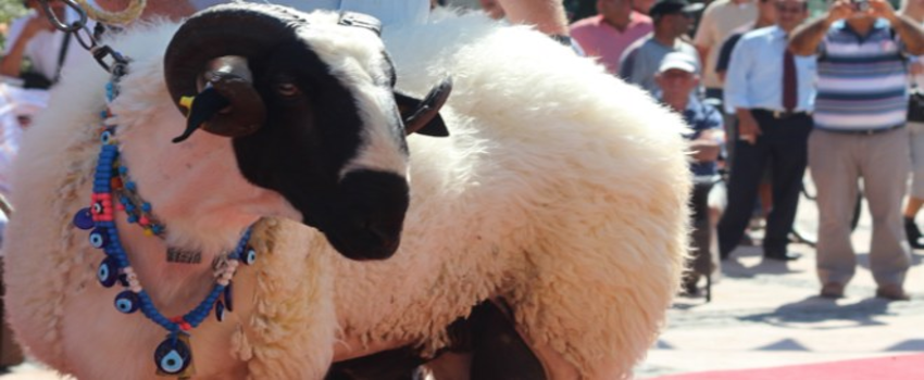 İzmir Anadolu Expo, 2.Canlı Süt Hayvanları , Hayvancılık, Çiftlik Ekipmanları, Süt, Gıda Yem Teknolojileri Fuarı