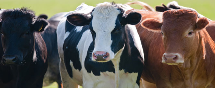 Konya Hayvancılık 2016 4.Hayvancılık, Hayvansal Üretim Teknolojileri, Yem Endüstrisi Fuarı