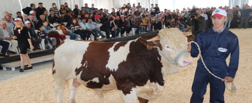 Uşak Ege Tarım Hayvancılık Süt Teknolojileri Çiftlik Ekipmanları Sera Teknolojileri Fuarı-2017