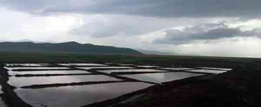 Güroymak`ta Çeltik Ekimine Başlandı