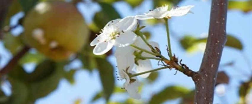 Armut Ağacı Çiçek Açtı