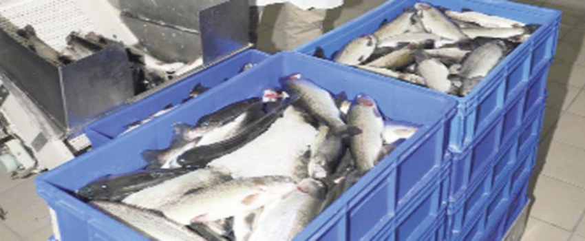 Avrupa`da Satılan 3 Balıktan Biri Türkiye`den İhraç Ediliyor