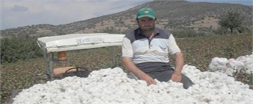 Beyaz Altın Üreticileri Dertli