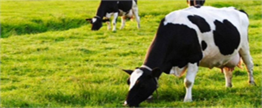 Dap, Hayvancılığa Destek Verecek