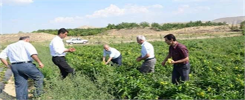 Darende`de Maçlama Sistemi Tuttu